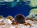 Underwater Mediterranean purple sea urchin - Sphaerechinus granularis Royalty Free Stock Photo