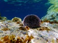 Underwater Mediterranean purple sea urchin - Sphaerechinus granularis Royalty Free Stock Photo