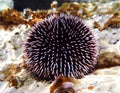 Underwater Mediterranean purple sea urchin - Sphaerechinus granularis Royalty Free Stock Photo