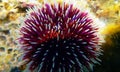 Underwater Mediterranean purple sea urchin - Sphaerechinus granularis Royalty Free Stock Photo