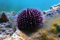 Underwater Mediterranean purple sea urchin - Sphaerechinus granularis Royalty Free Stock Photo