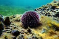 Underwater Mediterranean purple sea urchin - Sphaerechinus granularis Royalty Free Stock Photo