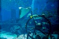 Underwater ocean life in the huge aquarium