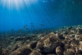 Underwater ocean with stones bottom and school of fish
