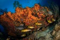 Underwater off the Dutch Caribbean island of Sint Eustatius Royalty Free Stock Photo
