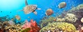 Underwater panorama Royalty Free Stock Photo