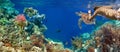 Underwater panorama in a coral reef with colorful sealife Royalty Free Stock Photo