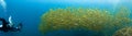 Underwater panoramic photo of a huge school of fish (Yellow Snappers) at a coral reef.