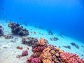 Underwater life of reef with corals, shoal of Lyretail anthias (Pseudanthias squamipinnis) Royalty Free Stock Photo