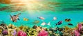 Underwater paradise background coral reef wildlife nature collage with shark manta ray sea turtle colorful fish background Royalty Free Stock Photo