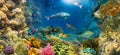 Underwater paradise background coral reef wildlife nature collage with shark manta ray sea turtle colorful fish background