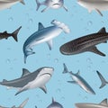 Underwater pattern. Angry wild shark swimming decent vector realistic seamless background with fishes