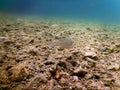 Underwater Pebbles rivers and lakes freshwater water surface.