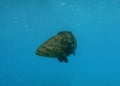 An underwater photo of an Atlantic goliath grouper Royalty Free Stock Photo