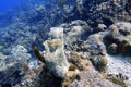 An underwater photo of an Azure Vase Sponge Royalty Free Stock Photo