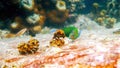 Underwater photo of beautifully sunset wrasse swimming among coral reefs in Andaman Sea. Small tropical sea fish on Royalty Free Stock Photo