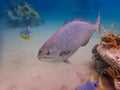 An underwater photo of a Bermuda Chub fish