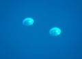 Underwater photo - big oxygen`s bubbles running to the surface Royalty Free Stock Photo