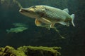 Underwater Photo Big Pike (Esox Lucius). Royalty Free Stock Photo