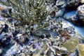 An underwater photo of a black grouper Royalty Free Stock Photo