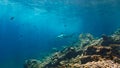 Underwater photo of Blacktip reef shark at coral reef in beautiful light Royalty Free Stock Photo