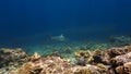 Underwater photo of a Blacktip reef shark at a coral reef. Royalty Free Stock Photo