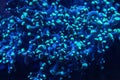 Underwater photo - blue coral with tentacle like structure, emitting under UV light. Abstract organic marine background