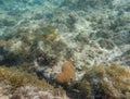 An underwater photo of a blue striped grunt swimming among the rock and coral reef Royalty Free Stock Photo