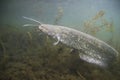 Underwater photo of The Catfish Silurus Glanis