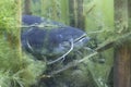 Underwater photo of The Catfish Silurus Glanis Royalty Free Stock Photo