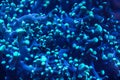 Underwater photo, close up of blue coral with tentacles emitting fluorescent light in dark under UV bulb. Abstract marine organic Royalty Free Stock Photo