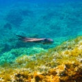 Swimming octopus at the reef