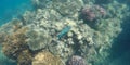 Underwater photo of coral and a brightly coloured parrot fish