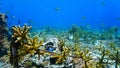 Underwater photography of coral conservation and growing Royalty Free Stock Photo