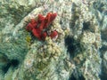 An underwater photo of coral growing on a rock reef Royalty Free Stock Photo