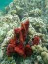 An underwater photo of coral growing on a rock reef Royalty Free Stock Photo