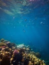 Underwater photo of coral reefs with Sergeant major fishes in red sea Royalty Free Stock Photo