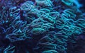 Underwater photo - coral with tentacles emitting blue under UV light, beautiful abstract marine organic background Royalty Free Stock Photo