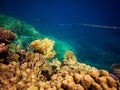 Underwater photo of cornetfish with coral reefs in red sea Royalty Free Stock Photo