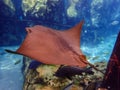 Cownose Ray swimming over coral reef. Royalty Free Stock Photo