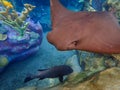 Cownose Ray swimming over coral reef. Royalty Free Stock Photo