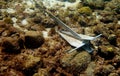 Underwater photo of an Danforth anchor Royalty Free Stock Photo