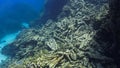 Underwater photo of a dead coral reef Royalty Free Stock Photo