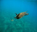 underwater photo of diving hawksbill sea turtle , Eretmochelys imbricata Royalty Free Stock Photo