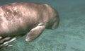 Dugong - Seacow eating underwater