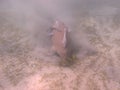 Dugong - Seacow eating underwater