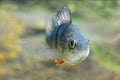 Underwater photo of The European Perch  Perca fluviatilis . Royalty Free Stock Photo