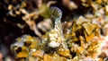 Underwater photo of Fine-spotted blenny or Salarias guttatus hiding among coral reefs in Andaman Sea. Tropical sea fish Royalty Free Stock Photo