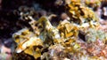 Underwater photo of Fine-spotted blenny or Salarias guttatus hiding among coral reefs in Andaman Sea. Tropical sea fish Royalty Free Stock Photo