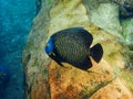 An underwater photo of a French Angelfish. Royalty Free Stock Photo